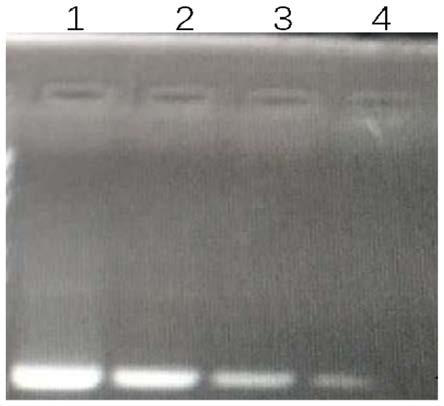 RCA method for detecting human herpesvirus-7 (HHV-7)