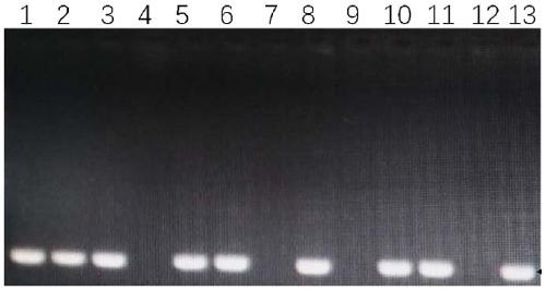 RCA method for detecting human herpesvirus-7 (HHV-7)