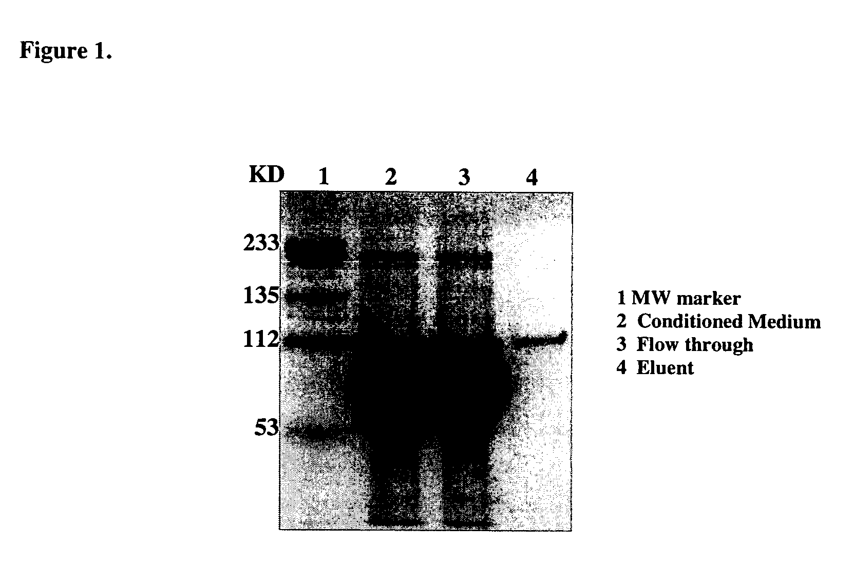 Epitope-tagged recombinant Growth Arrest Specific Gene 6 protein