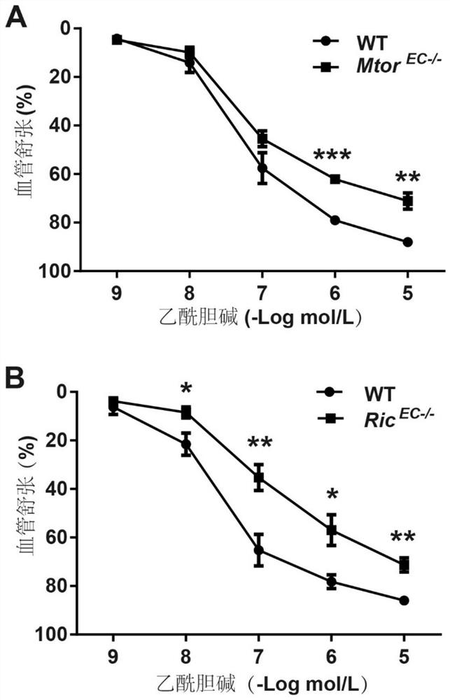 Application of NADPH oxidase 2 as therapeutic target in preparation of medicine for treating vascular dysfunction