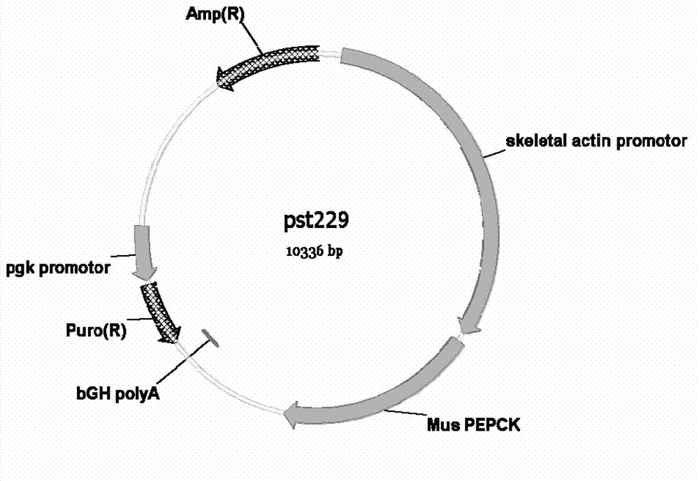 Transgene carrier for changing mouse movement ability and metabolic function by specific expression of PEPCK-C (phosphoenolpyruvate carboxykinase-cytosolic) in skeletal muscle