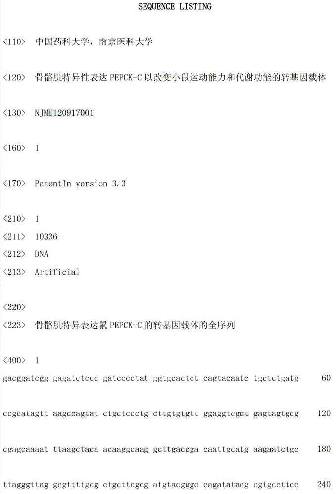 Transgene carrier for changing mouse movement ability and metabolic function by specific expression of PEPCK-C (phosphoenolpyruvate carboxykinase-cytosolic) in skeletal muscle