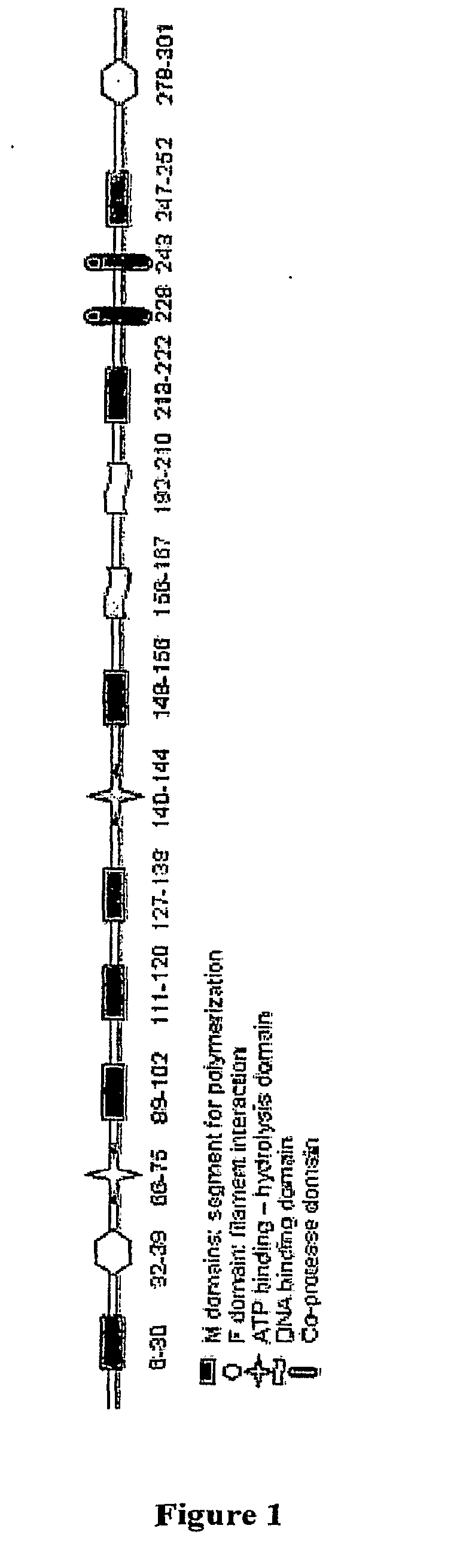 Compositions and methods for antibiotic potentiation and drug discovery