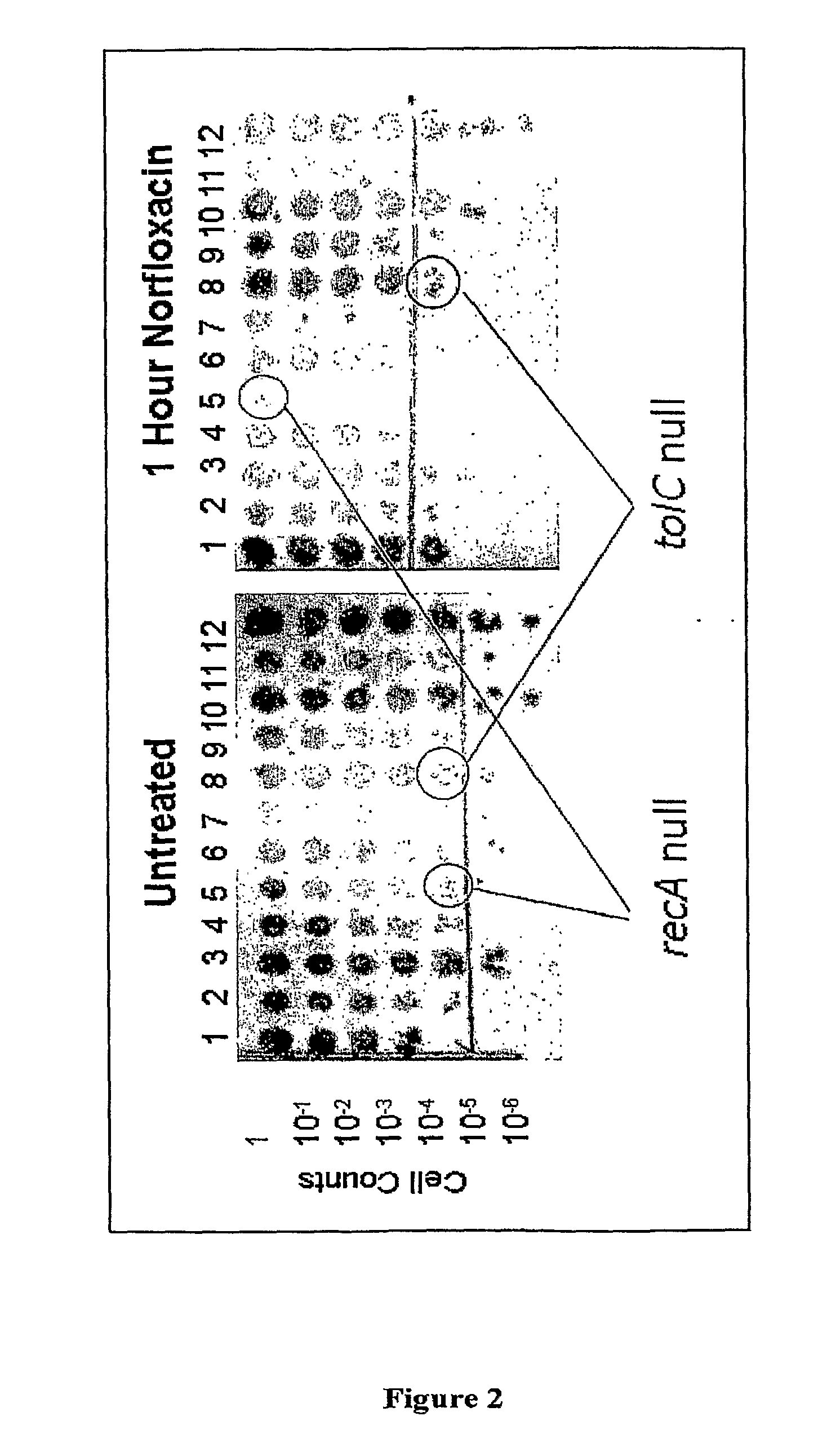 Compositions and methods for antibiotic potentiation and drug discovery