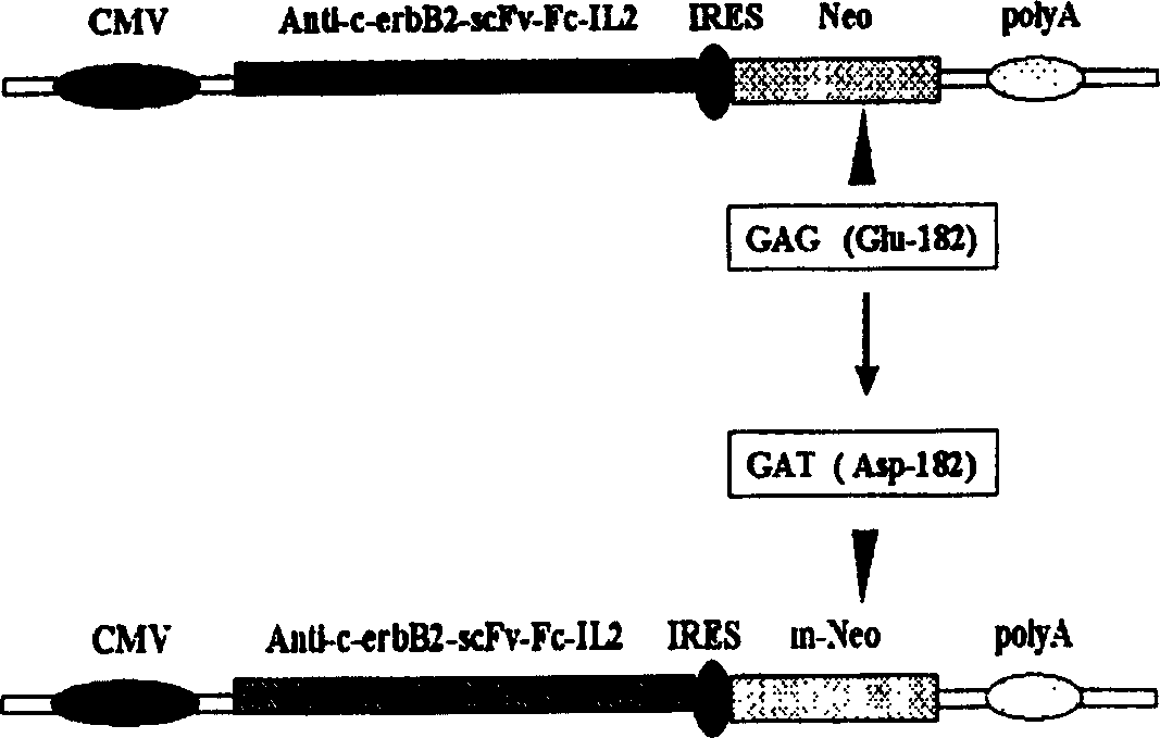 Expression carrier for high-efficient screening target protein, its preparation method and use