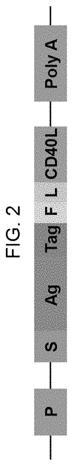 Trimeric s1-cd40l fusion protein vaccine against middle east respiratory syndrome-coronavirus