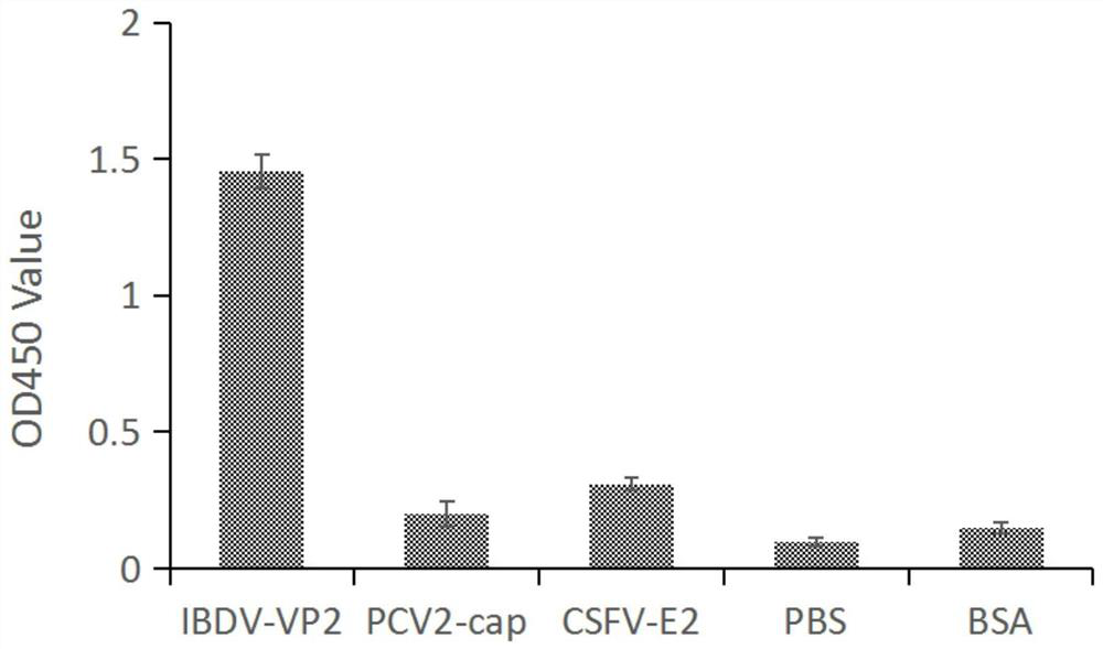 Polypeptide sequence specifically binding to avian bursal virus vp2 protein and its application