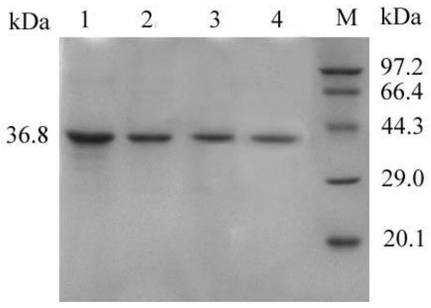 A kind of L-lactate dehydrogenase mutant with improved catalytic efficiency and its application