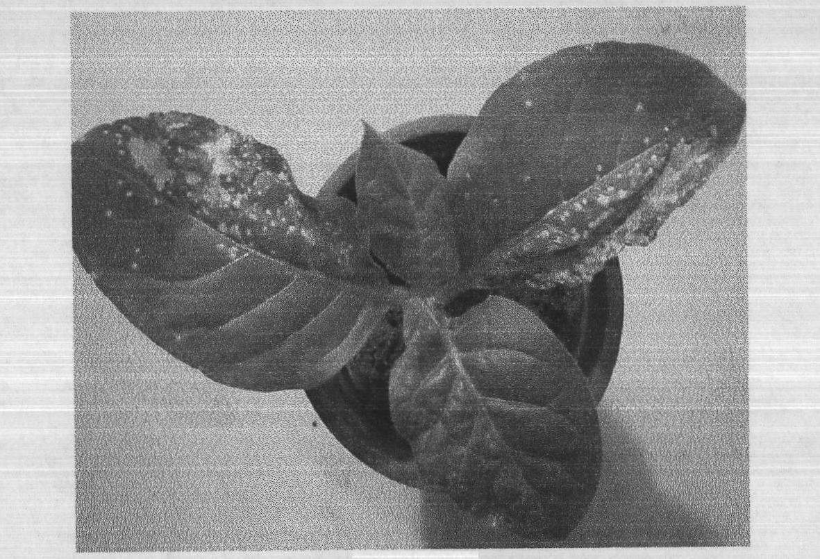 Biological control serratia marcescens strain for general tobacco mosaic virus