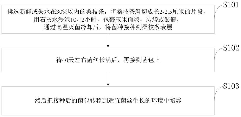 Method for culturing and propagating strains after inoculation of mulberry branches and strain culturing and propagating device