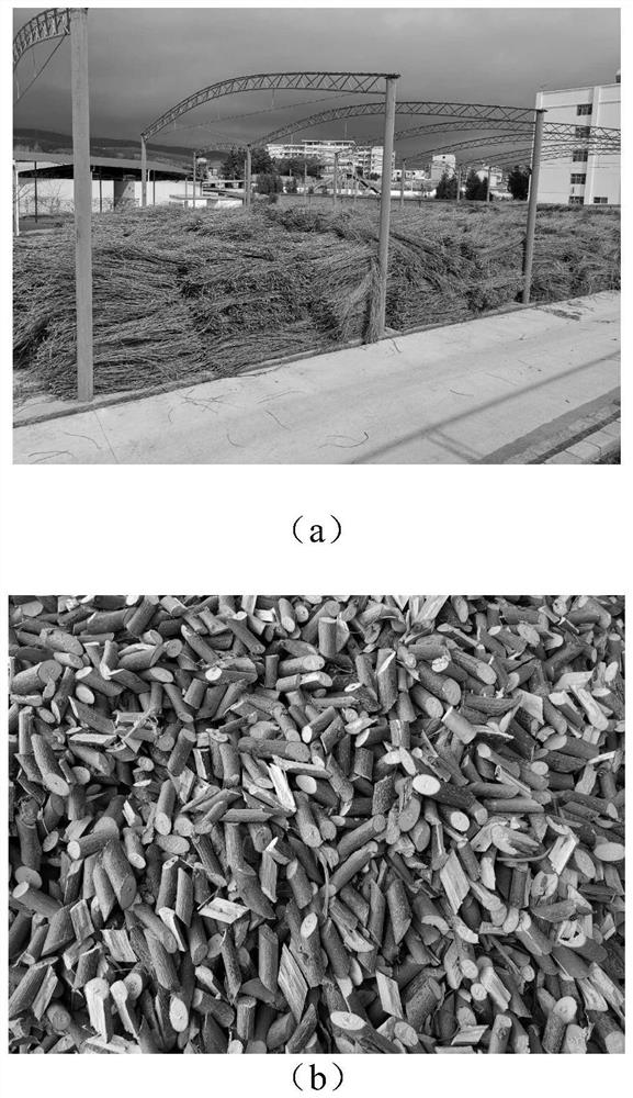 Method for culturing and propagating strains after inoculation of mulberry branches and strain culturing and propagating device