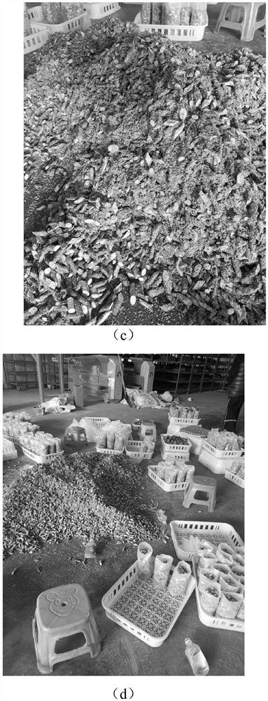 Method for culturing and propagating strains after inoculation of mulberry branches and strain culturing and propagating device