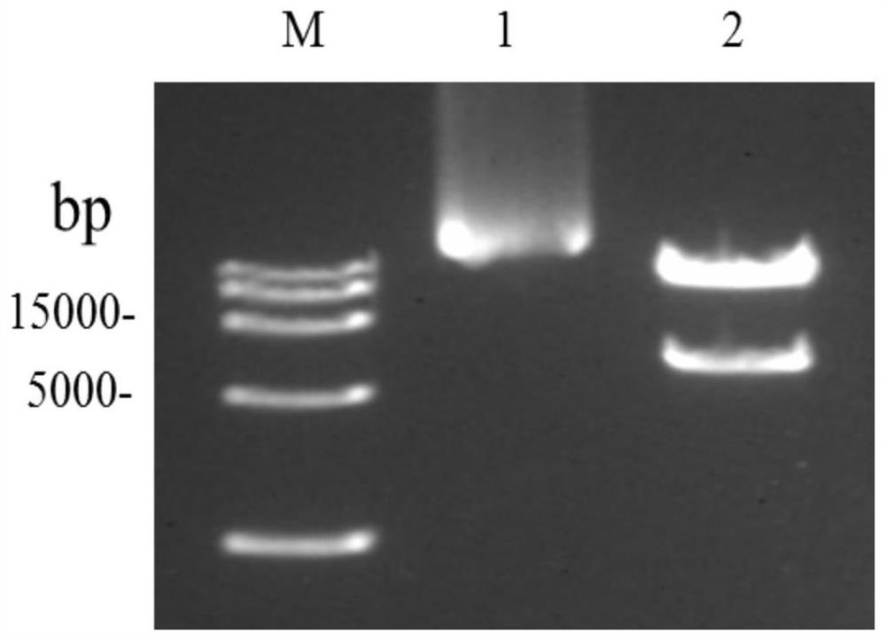 Restricted Replication West Nile Virus System Expressing Green Fluorescent Protein and Its Application