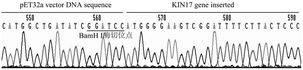 Use of Kin17 gene or protein in preparation of cervical cancer diagnosis and treatment medicaments