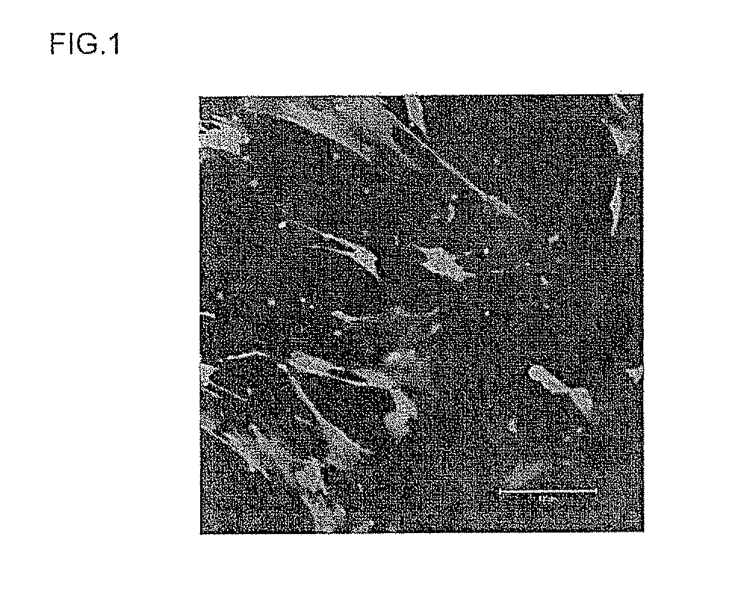 Carrier peptide fragment and use thereof