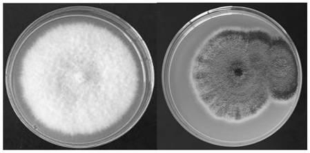 Biocontrol fungus identification method of soft rot diseases of boilen taros