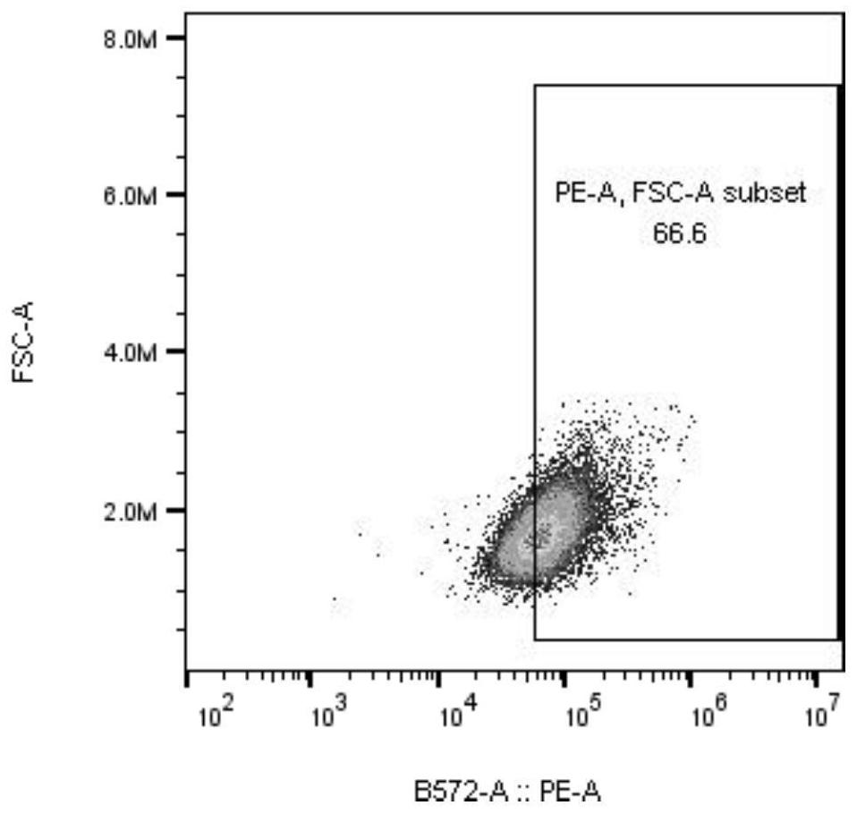 Fusion protein, recombinant vector, recombinant dendritic cell for transmembrane expression of novel coronavirus antigen S2, and application thereof