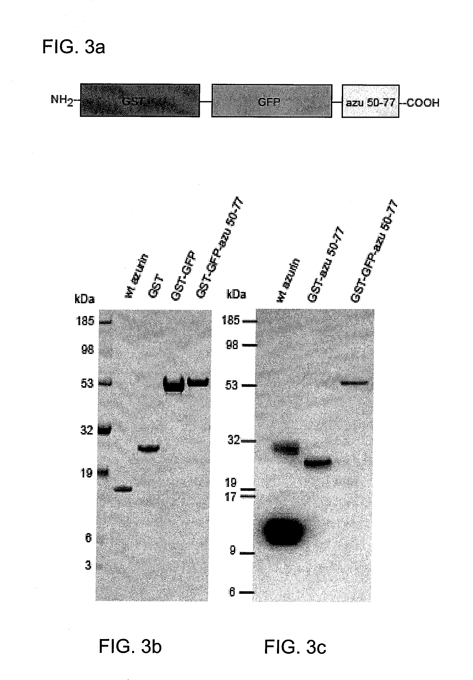 Cupredoxin derived transport agents and methods of use thereof