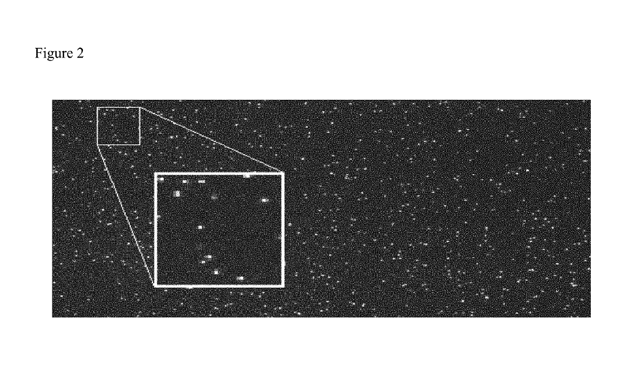 Method for the rapid and convenient detection and enumeration of neutrophils in biological samples