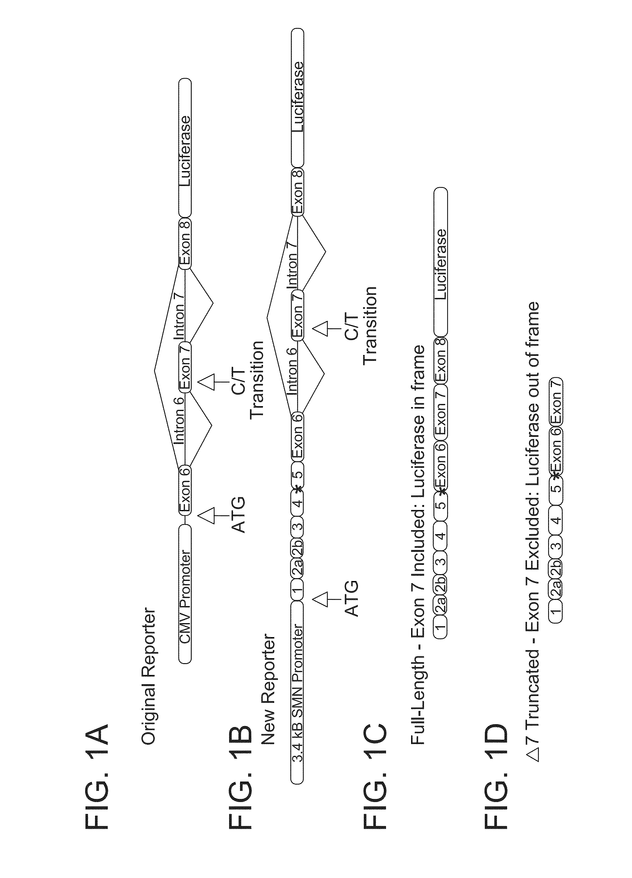 Screening methods for spinal muscular atrophy