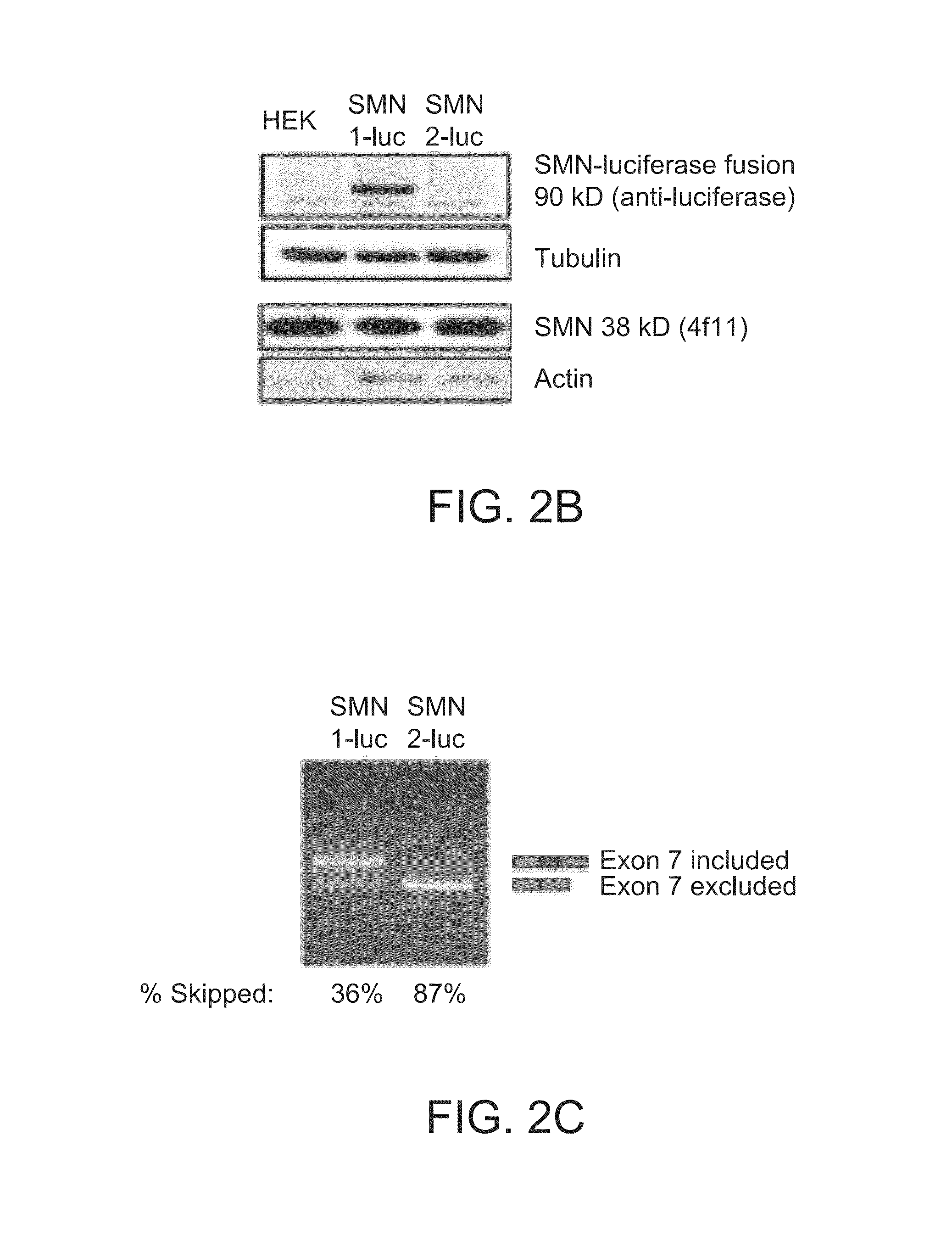 Screening methods for spinal muscular atrophy