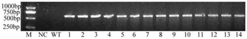 A Transgenic Hyperhalophilic Archaea nasod Gene Tobacco