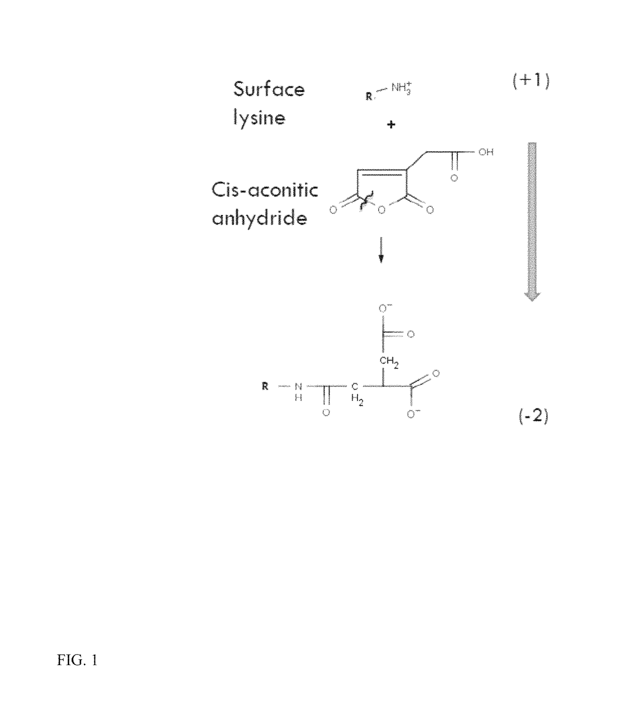 Scavenger receptor uptake for fabry disease enzyme replacement therapy