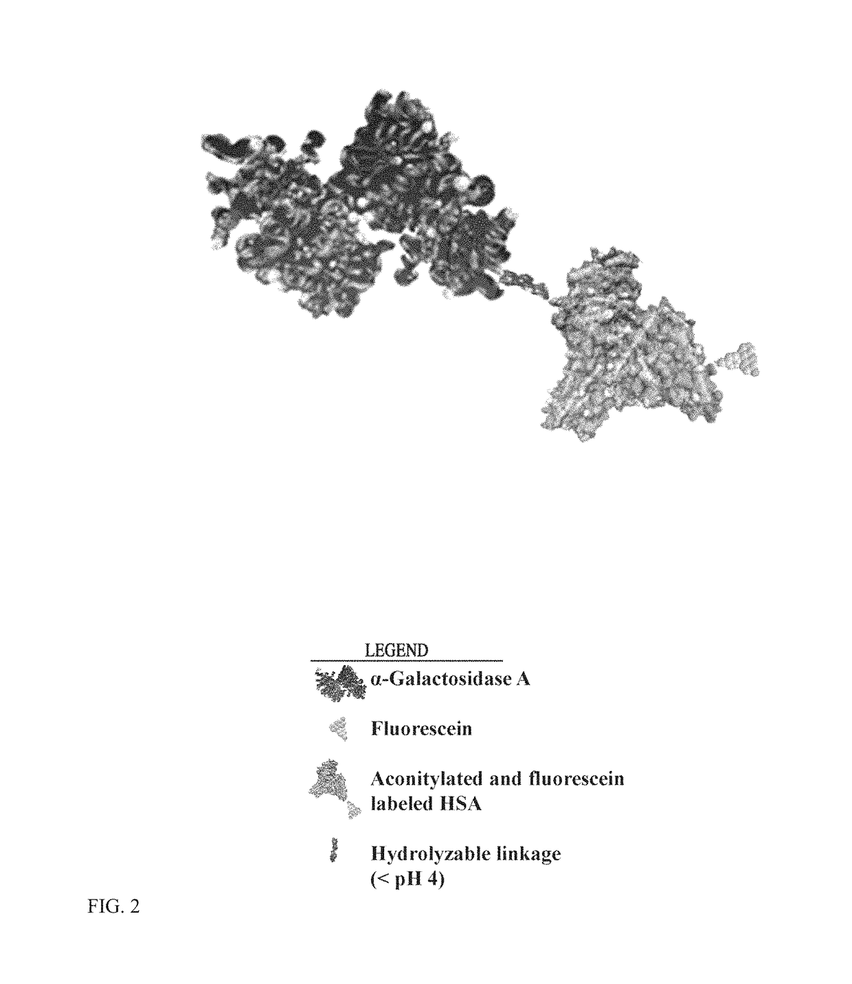 Scavenger receptor uptake for fabry disease enzyme replacement therapy