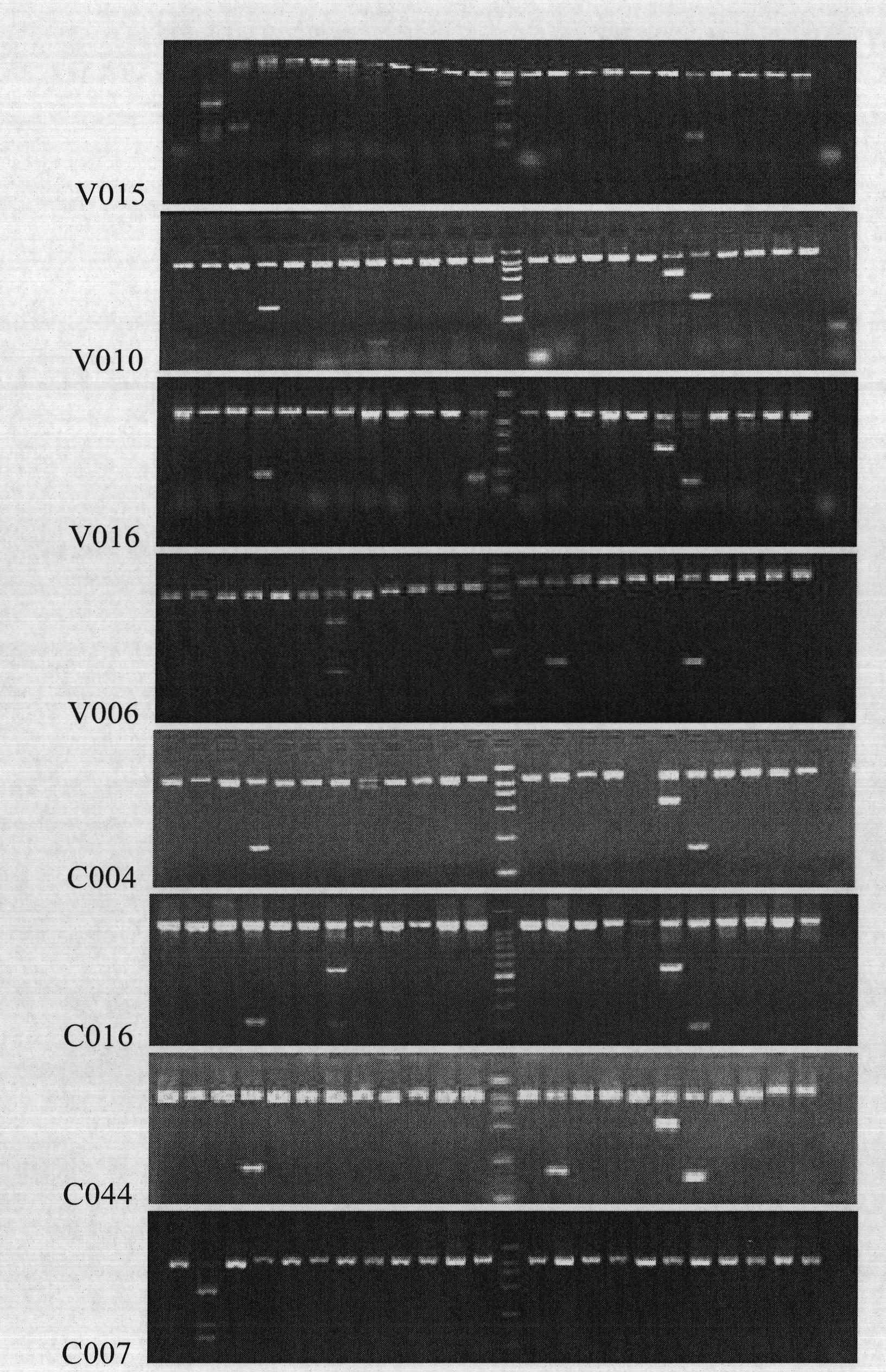 Immune dominant HLA-A3 super-type restrictive CTL epitope of hepatitis B virus core antigen and identification method and application thereof