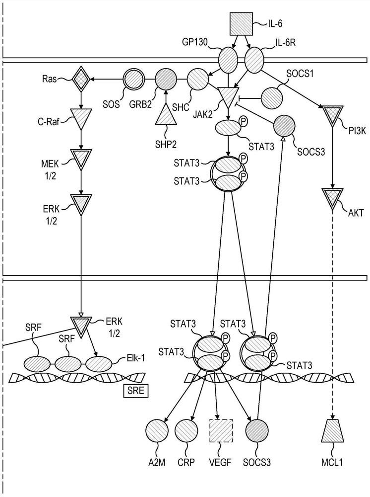 Methods and compounds for the treatment or prevention of hypercytokinemia and severe influenza