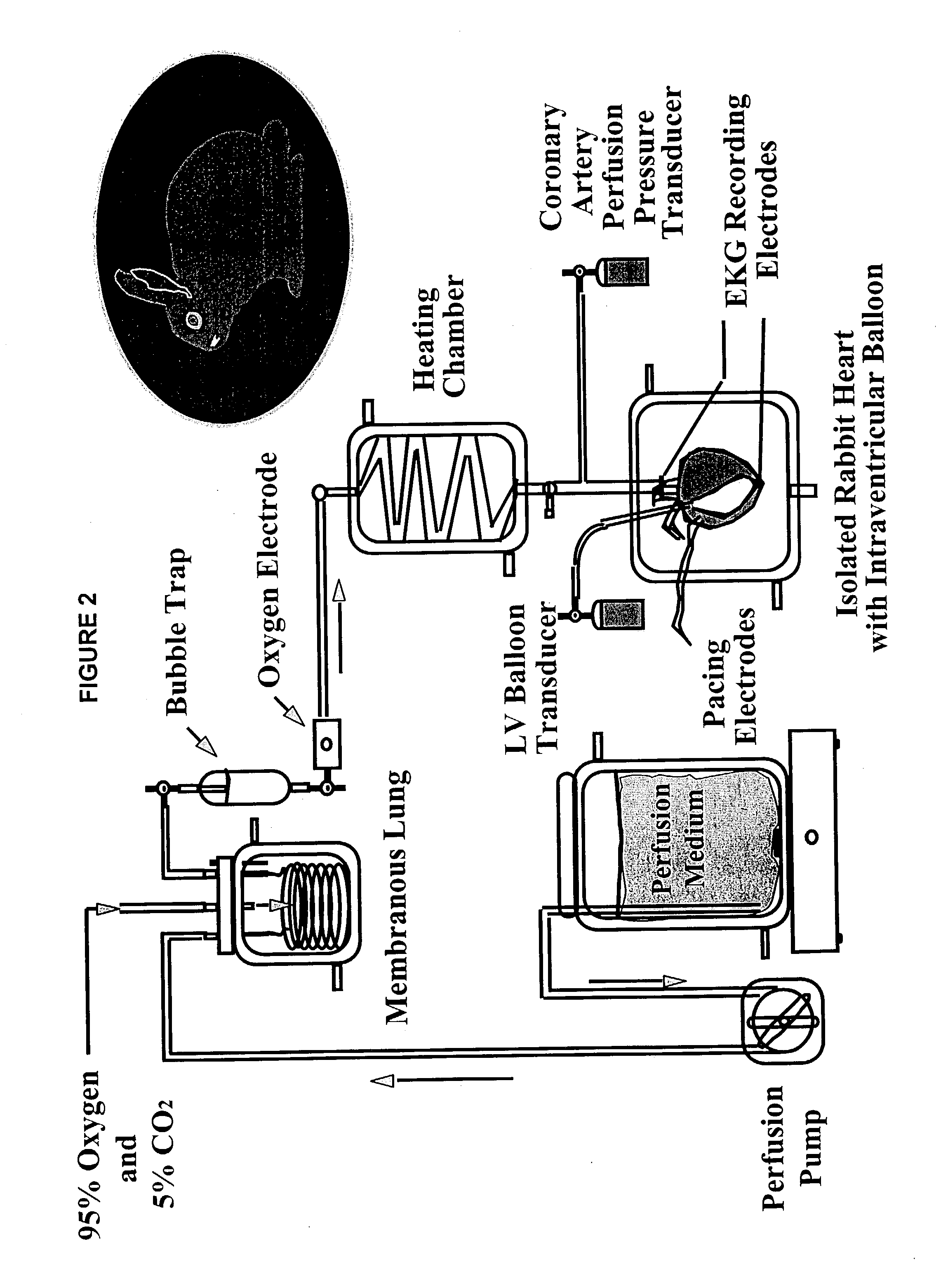 Methods and compositions for the treatment of ischemic reperfusion