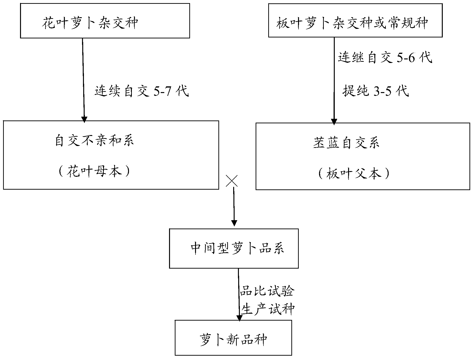 Method for breeding novel species by hybridization of broad-leaf radish and petal-leaf radish