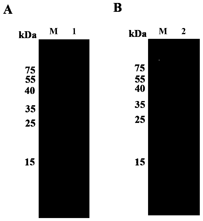 Porcine circovirus 2d-type and 3-type Cap protein bivalent subunit vaccine and preparation method and application thereof