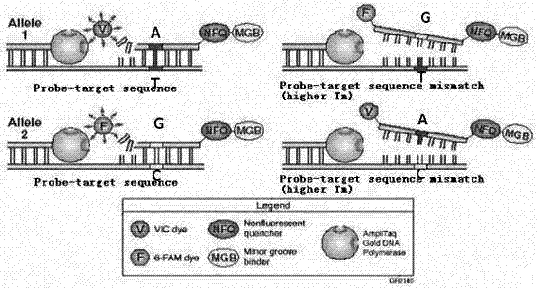 Probe, primer and kit for detecting talent gene