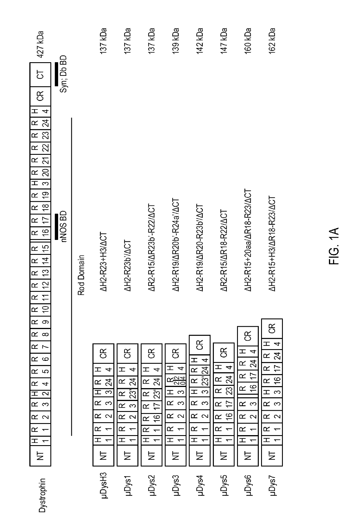 Micro-dystrophins and related methods of use