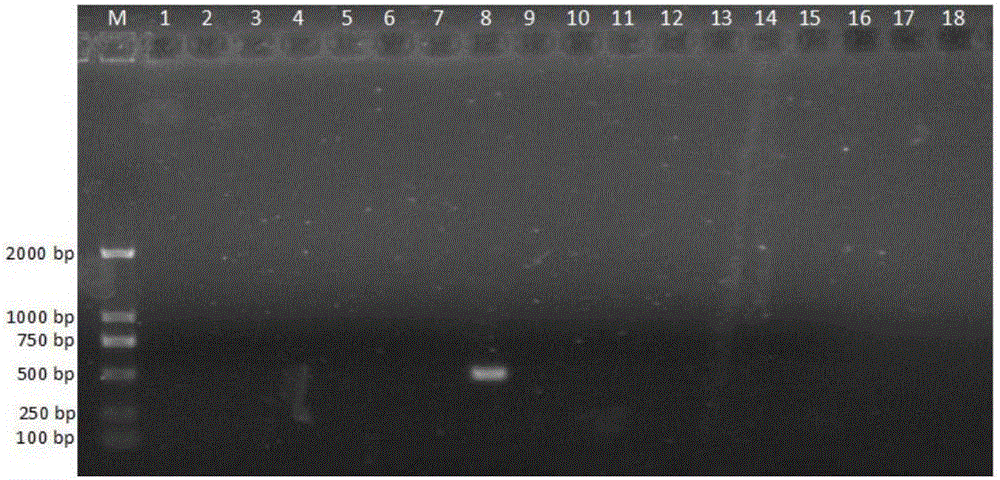 PCR detection method for vibrio alginolyticus in aquaculture animal body