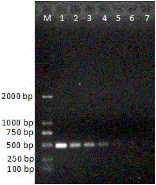 PCR detection method for vibrio alginolyticus in aquaculture animal body