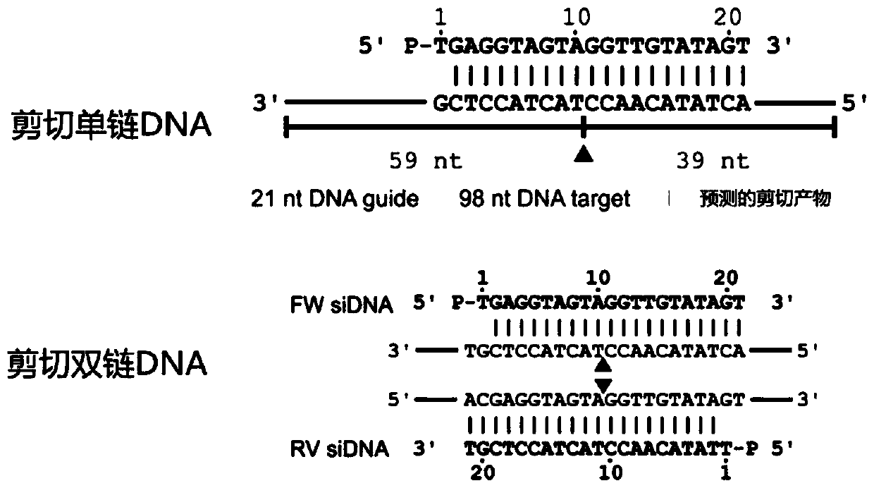 Detection technical system for enriching low-abundance DNA mutation based on nuclease-coupled PCR principle and application thereof