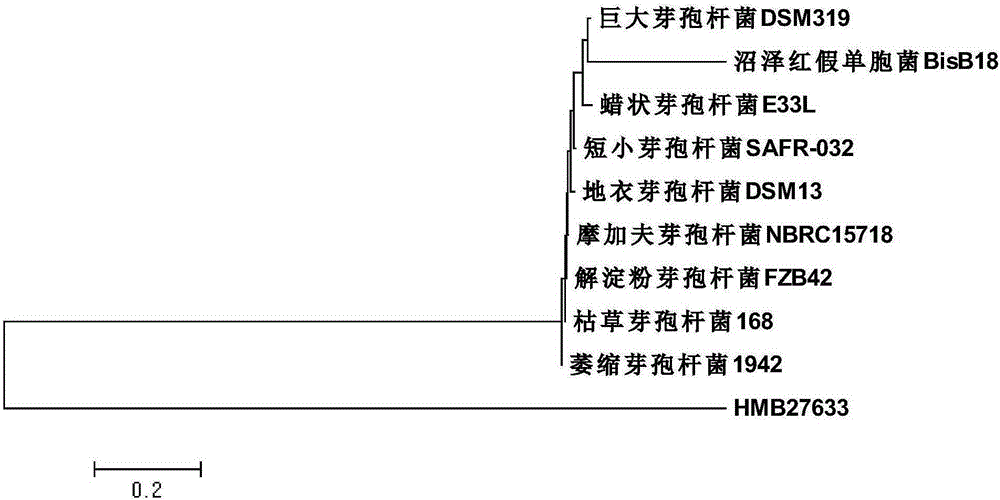 Bacillus amyloliquefaciens for controlling tomato gray mould and application of bacillus amyloliquefaciens