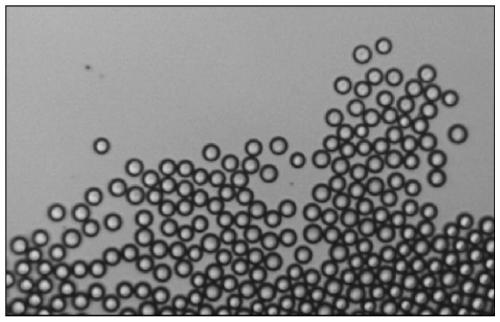 Biocompatible water core microcapsule and preparation method thereof