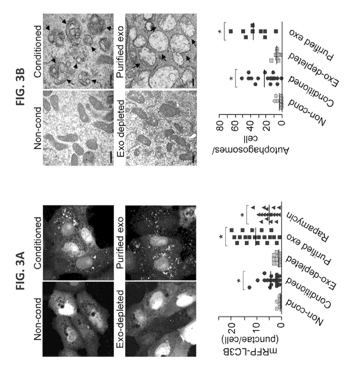 Use of the chromosome 19 microRNA cluster (C19MC) for treating viral disease and promoting authophagy