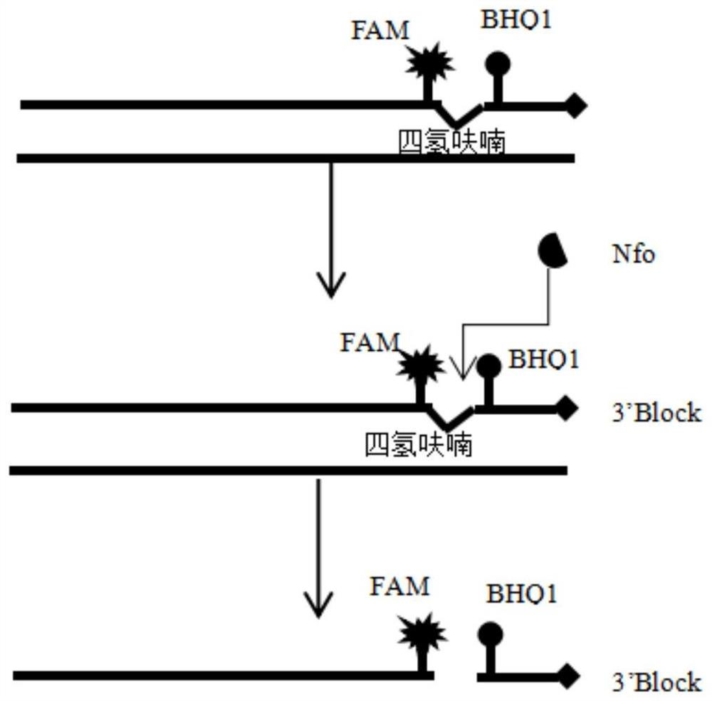 Kit and method for detecting human parvovirus B19 by integrating sample treatment, nucleic acid extraction and multiple isothermal amplification