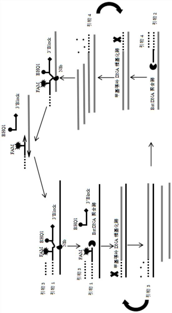 Kit and method for detecting human parvovirus B19 by integrating sample treatment, nucleic acid extraction and multiple isothermal amplification