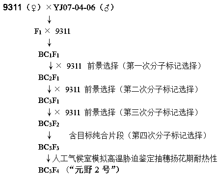 Molecular breeding method for improving rice heading and flowering period heat resistance by using single fragment substitution line