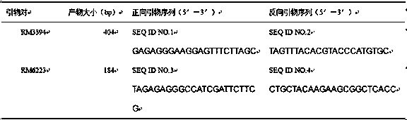 Molecular breeding method for improving rice heading and flowering period heat resistance by using single fragment substitution line