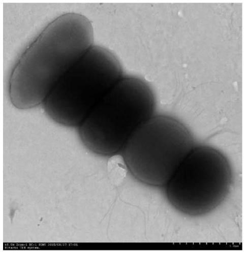 Stenotrophomonas maltophilia producing keratinase and its application