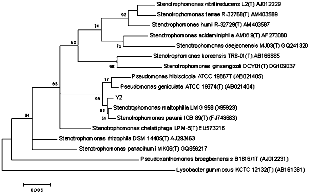 Stenotrophomonas maltophilia producing keratinase and its application