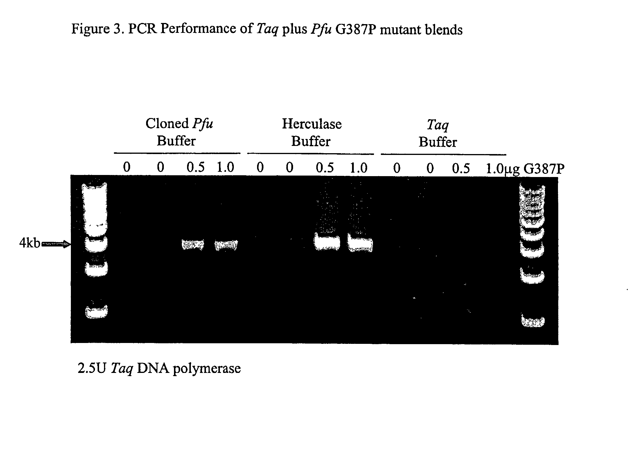 High fidelity DNA polymerase compositions and uses therefor
