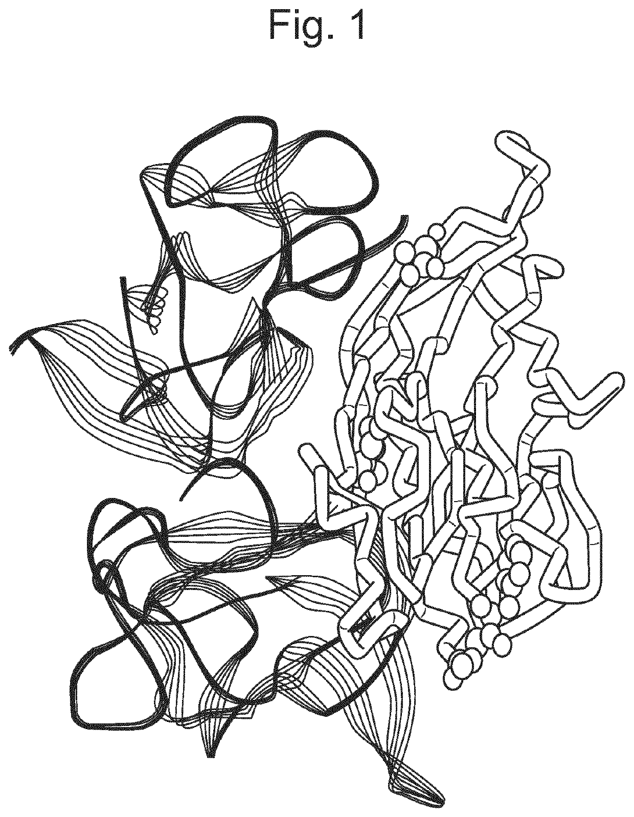 Antibody epitope