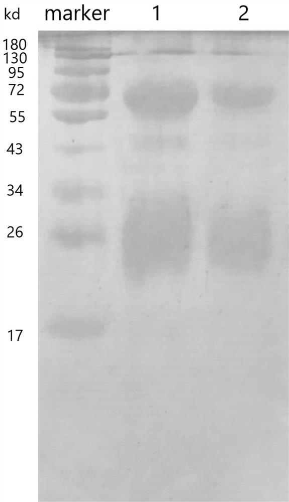 A kind of anti-new coronavirus antibody and its preparation method and application